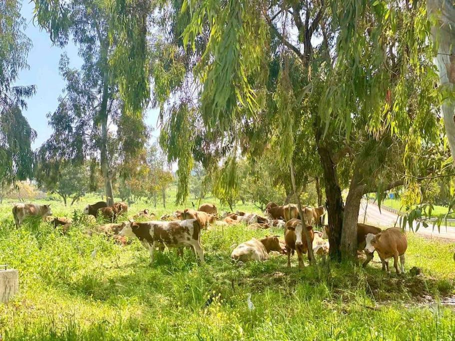 הוילה נורית אחוזת היניבים מראה חיצוני תמונה