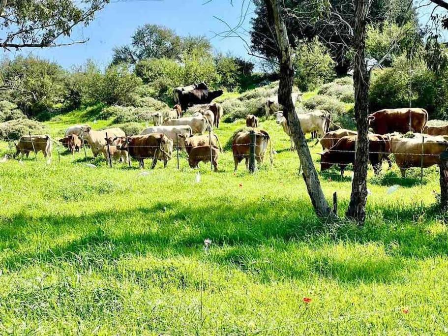 הוילה נורית אחוזת היניבים מראה חיצוני תמונה