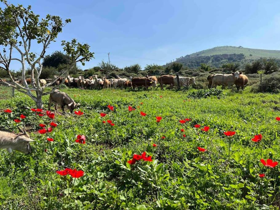 הוילה נורית אחוזת היניבים מראה חיצוני תמונה