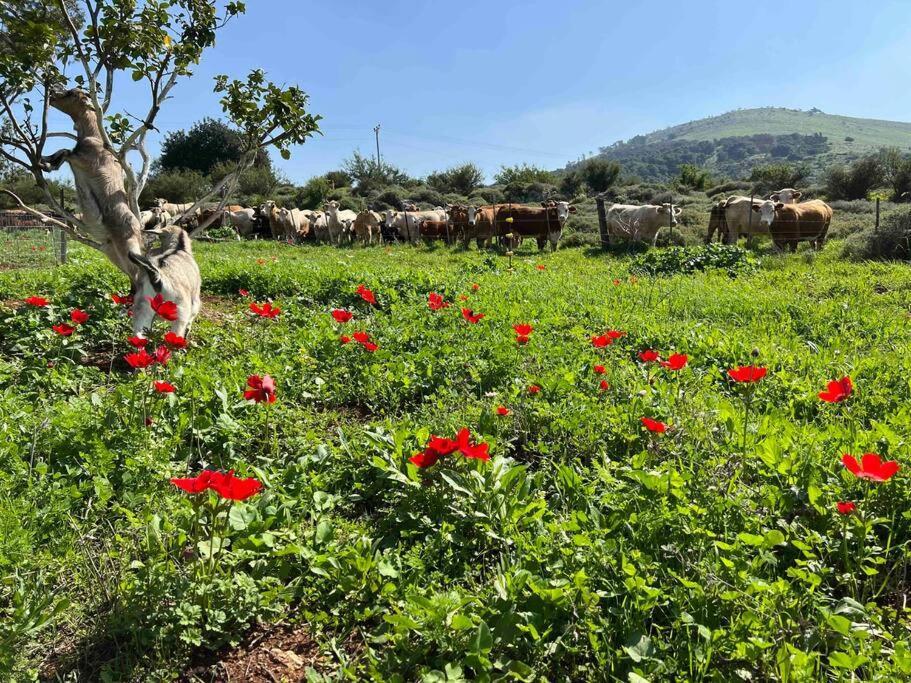 הוילה נורית אחוזת היניבים מראה חיצוני תמונה